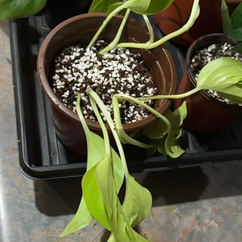 Photo of the plant species Epipremnum Champs-Elysees by @MoonchildBec named Gills on Greg, the plant care app