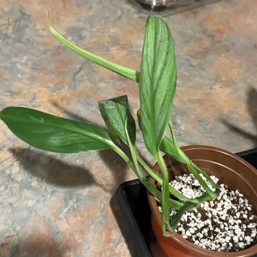 Photo of the plant species Pothos amplifolia by @MoonchildBec named Toni on Greg, the plant care app