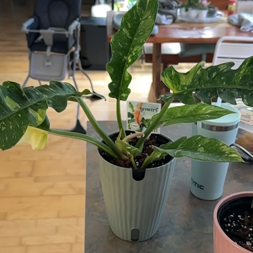 Photo of the plant species Philodendron Ring Of Fire by @MoonchildBec named Pantera on Greg, the plant care app