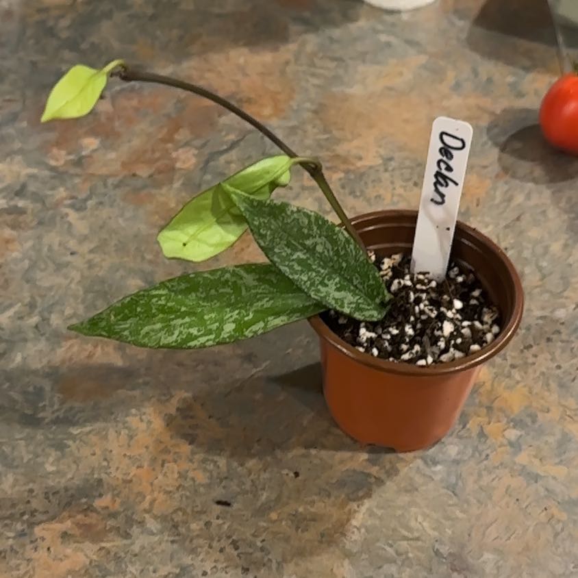 Photo of the plant species Speckled Hoya by @MoonchildBec named Catalyst on Greg, the plant care app