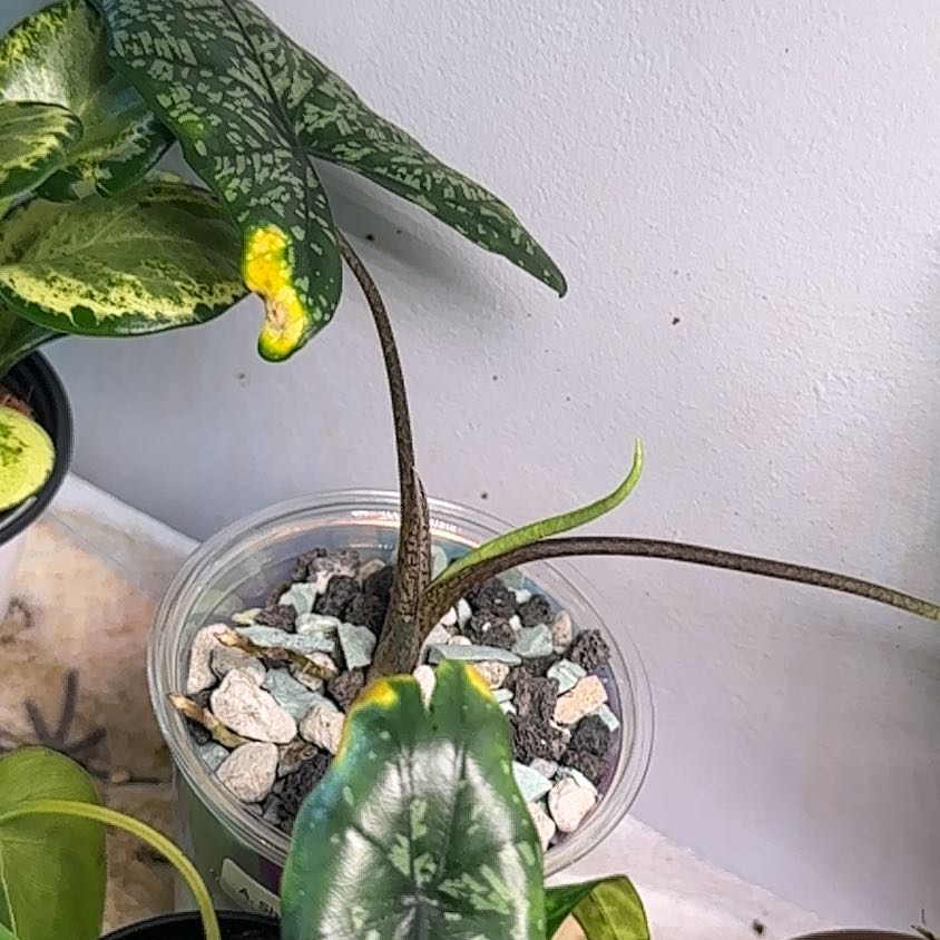 Photo of the plant species Alocasia Shattered Glass by @MoonchildBec named Shattered Glass on Greg, the plant care app