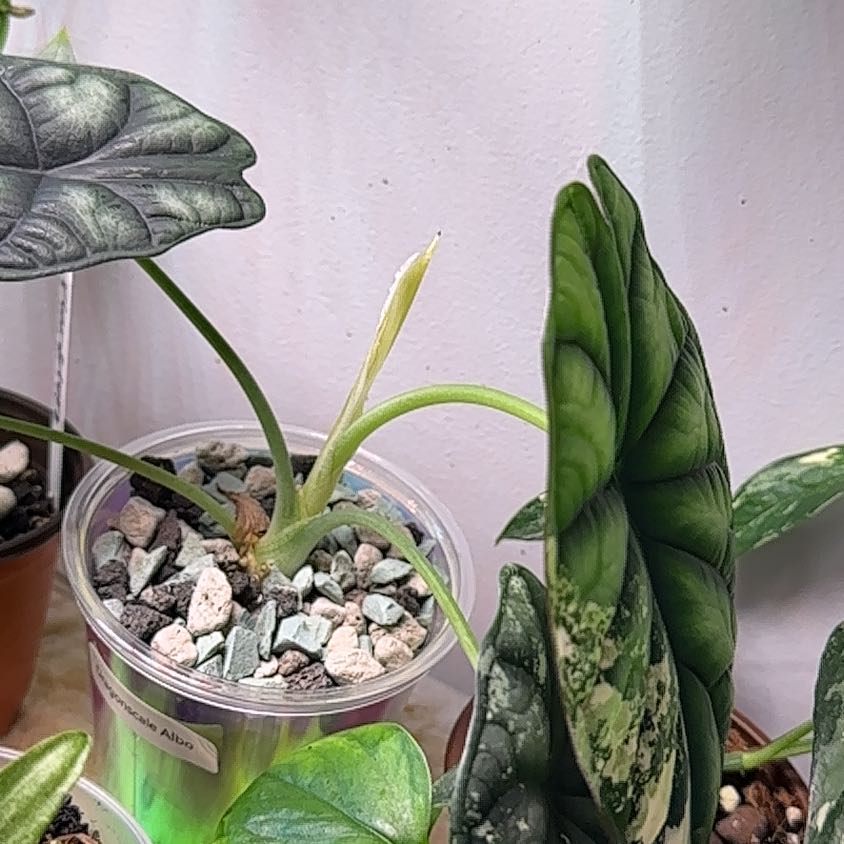 Photo of the plant species Alocasia Dragon Scale Albo by @MoonchildBec named Deserae on Greg, the plant care app