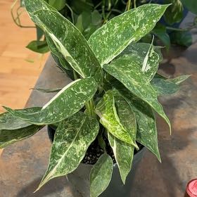 Photo of the plant species Philodendron 'Jose Buono' by @MoonchildBec named Jose on Greg, the plant care app
