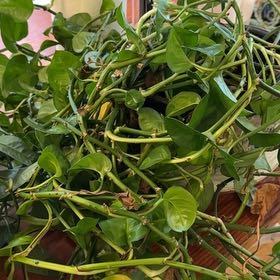 Photo of the plant species Global Green Pothos by @MoonchildBec named Melana on Greg, the plant care app