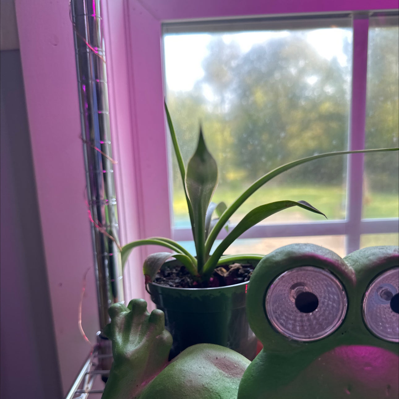 Photo of the plant species Agapanthus 'Blue' by @MoonchildBec named Madonna on Greg, the plant care app