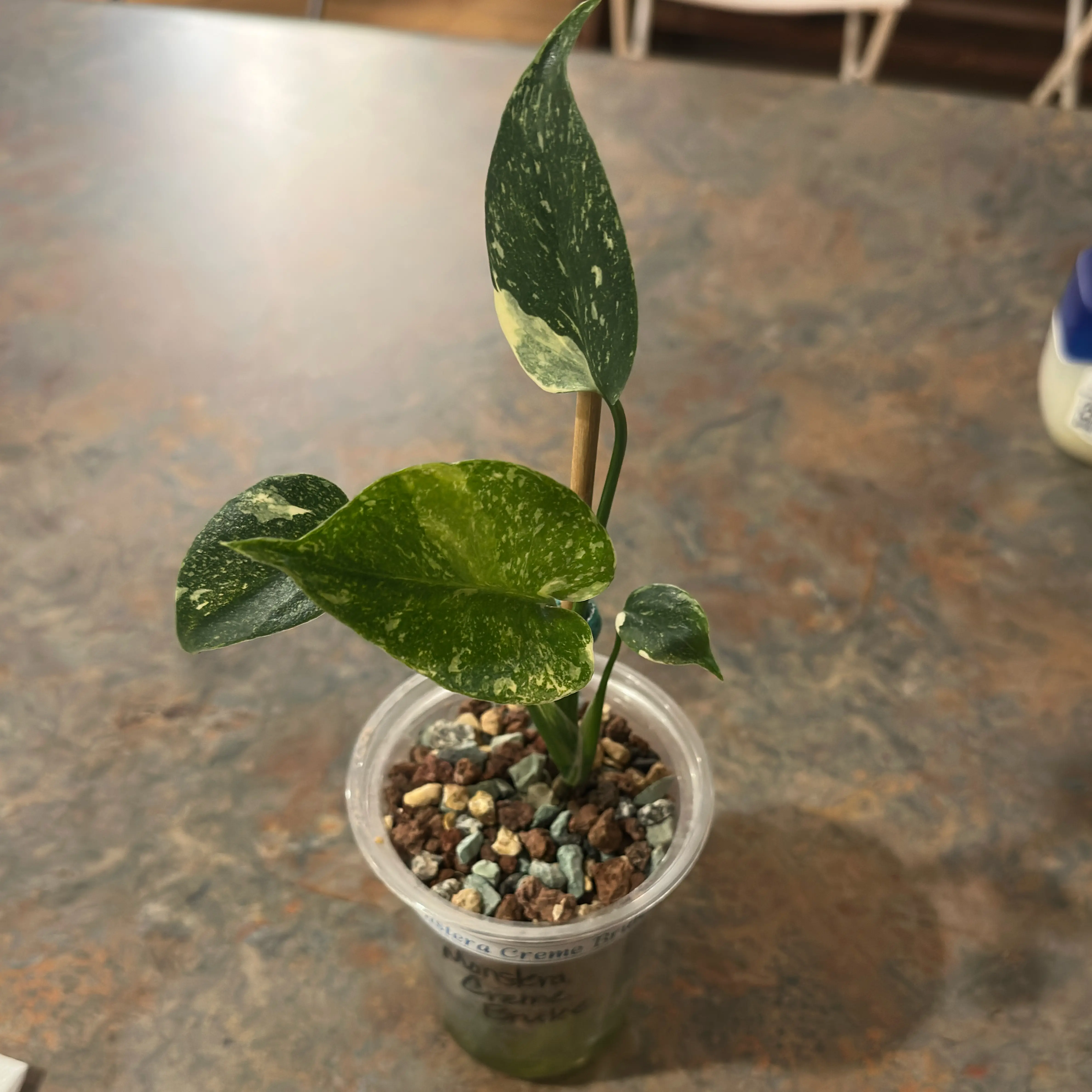 Photo of the plant species Monstera 'Creme Brulee' by @MoonchildBec named Brulee on Greg, the plant care app