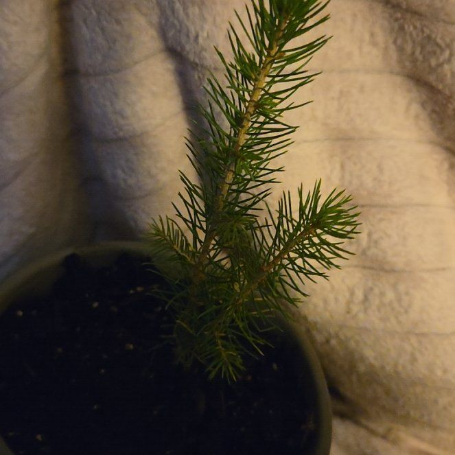 Photo of the plant species Norway Spruce by @UberPhalsa28 named Bruce on Greg, the plant care app