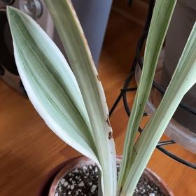 Photo of the plant species Metallica Snake Plant by @HeritorSnowpeas named Oscar on Greg, the plant care app