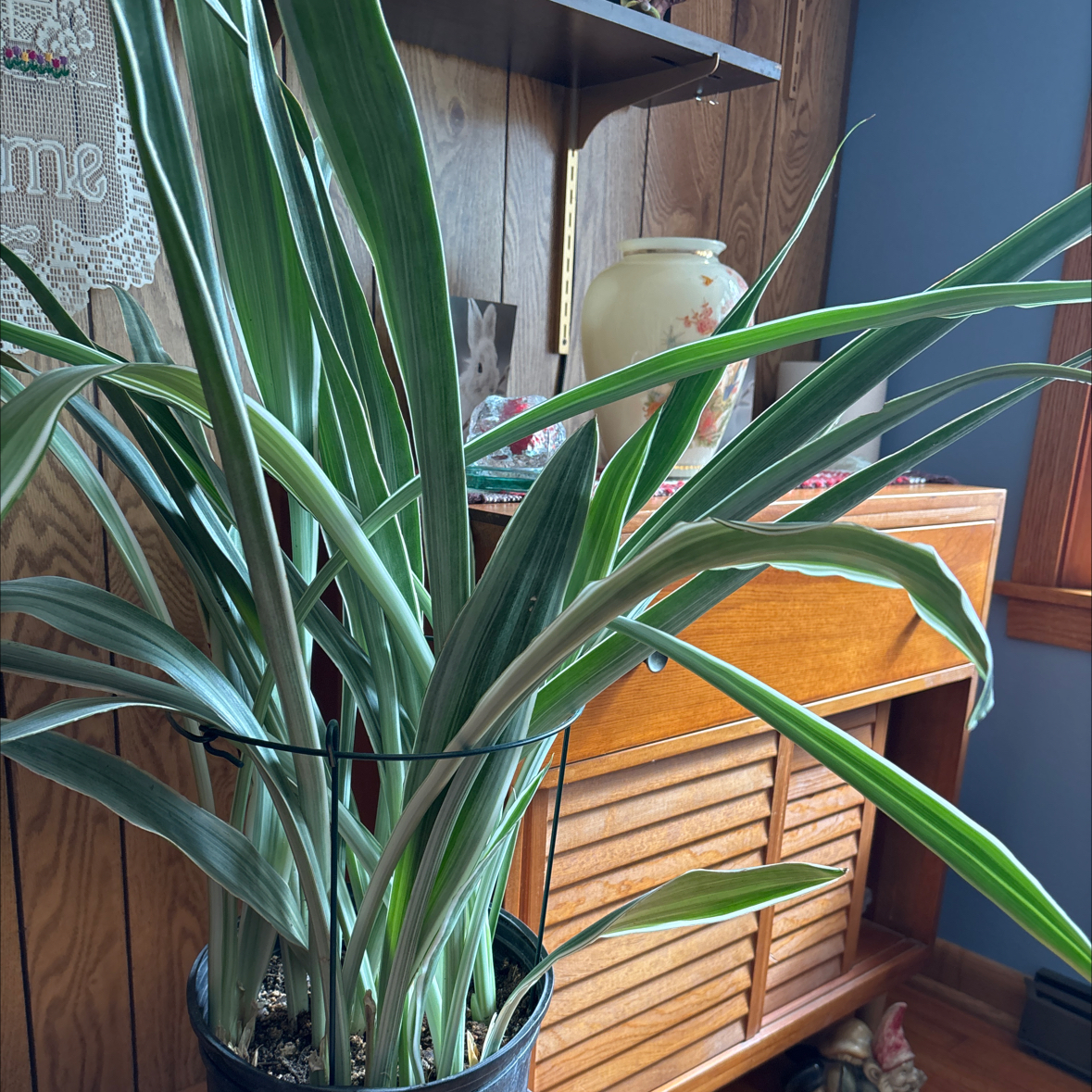 Photo of the plant species Metallica Snake Plant by @HeritorSnowpeas named Leaf Erickson on Greg, the plant care app