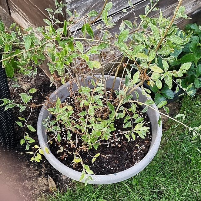 Photo of the plant species Goji Berry 'Synthia' by @MellowOgresears named Bella on Greg, the plant care app