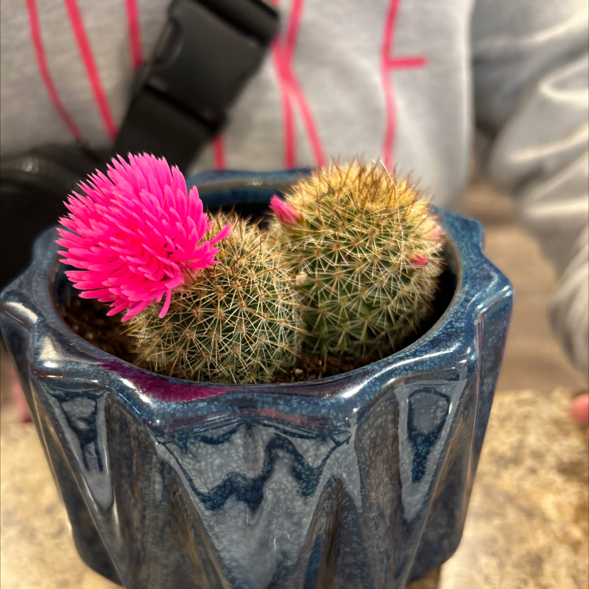 Photo of the plant species Checkered Lily by @LightDuwei53 named Khaleesi on Greg, the plant care app
