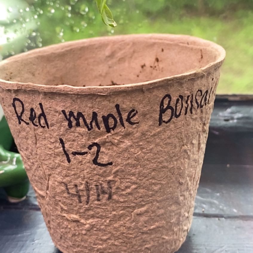 Photo of the plant species Bonsai by @AlertMullein30 named Apollo on Greg, the plant care app