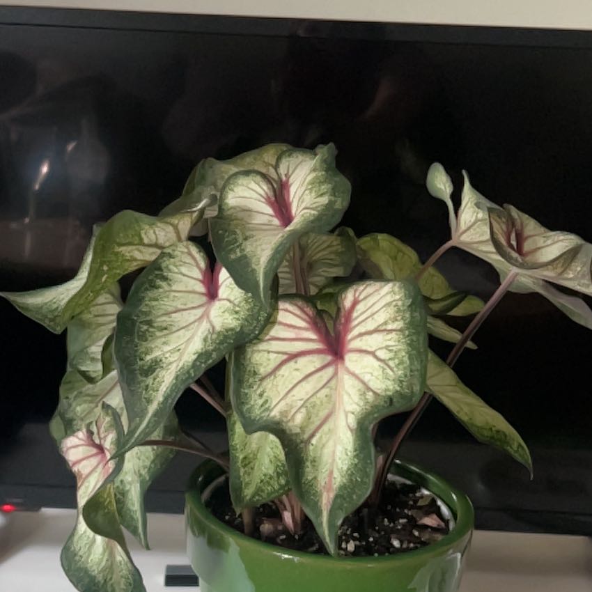 Photo of the plant species Strap Leaf Caladium by @ManlyTejocote named Gloria on Greg, the plant care app