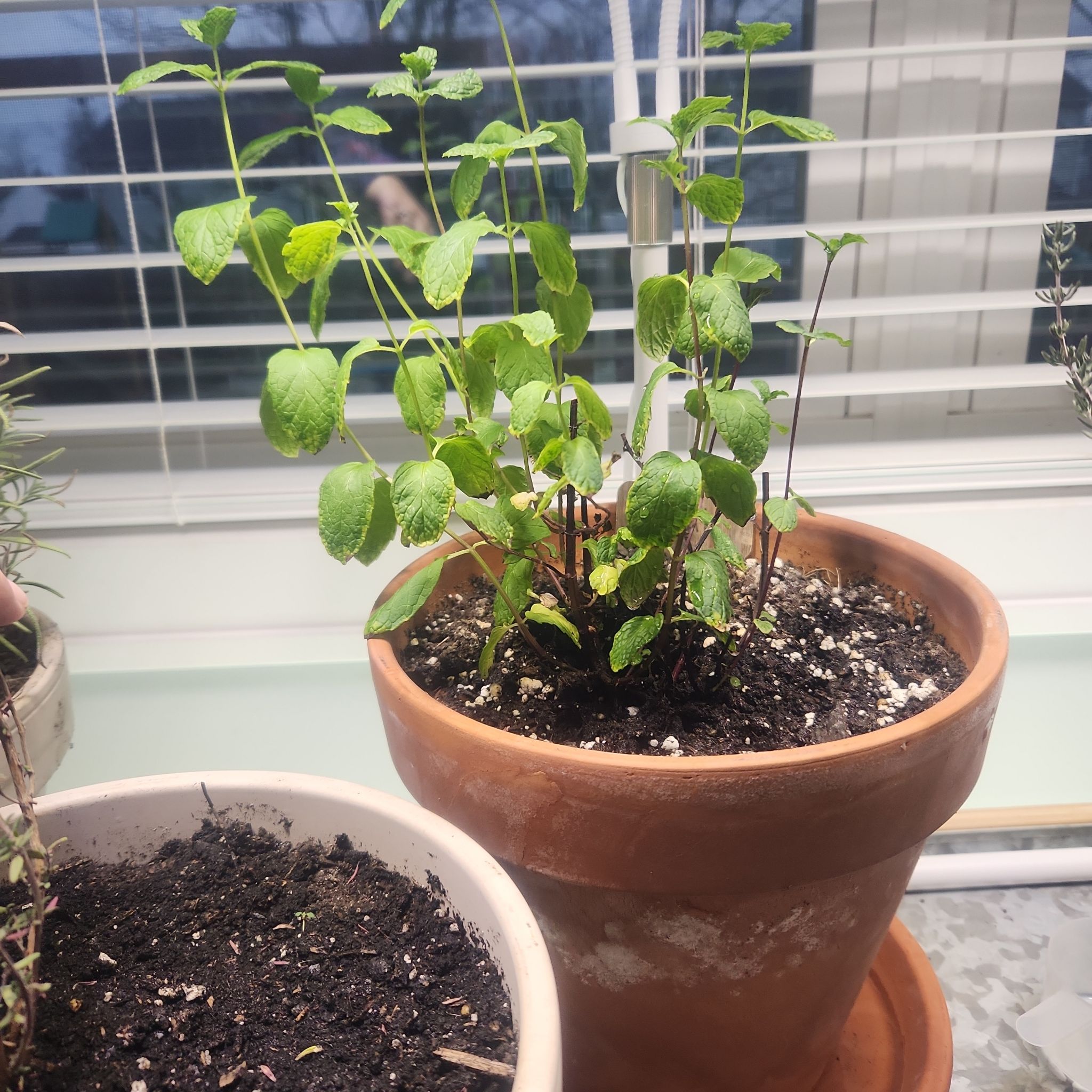 Photo of the plant species Cuban Mint by @EvilNumberLady named Hemingway on Greg, the plant care app