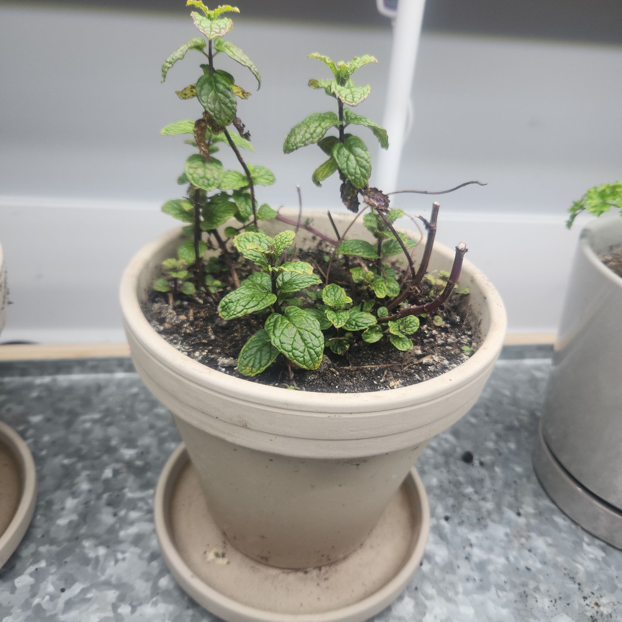 Photo of the plant species Cuban Mint by @EvilNumberLady named Dax on Greg, the plant care app