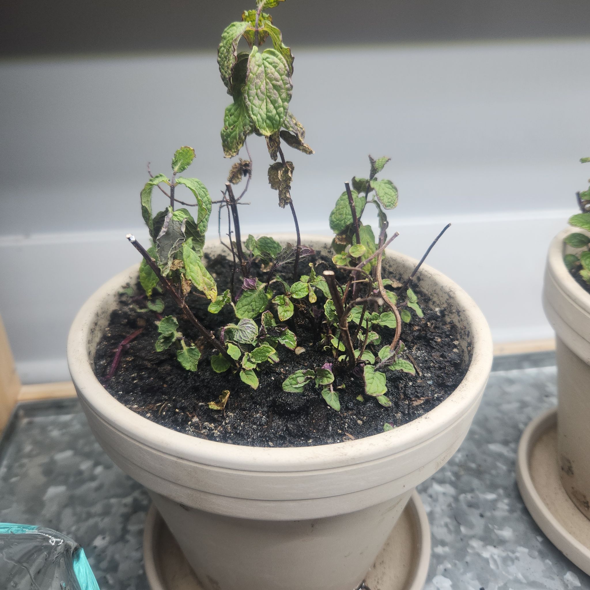 Photo of the plant species Cuban Mint by @EvilNumberLady named Hemingway2 on Greg, the plant care app