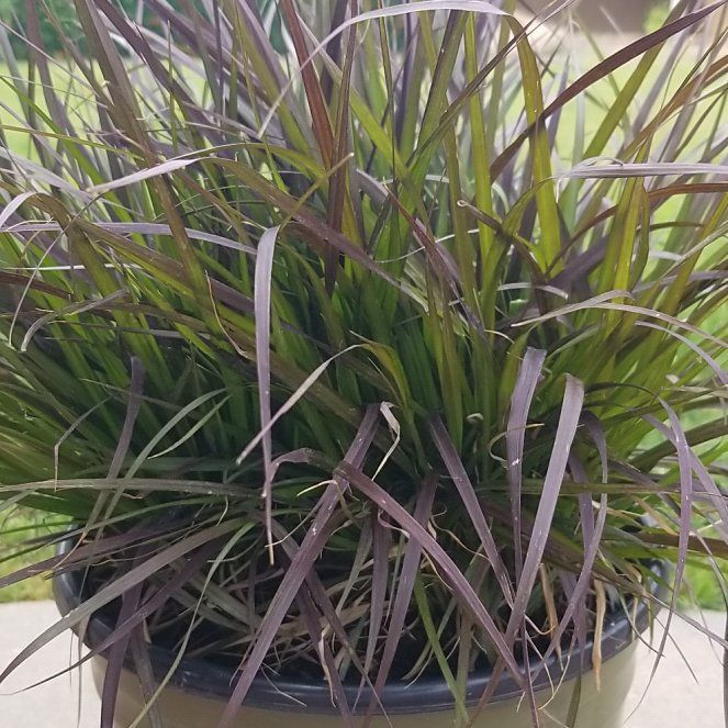 Photo of the plant species Red Fountain Grass by @DevotedPansy named Harry on Greg, the plant care app
