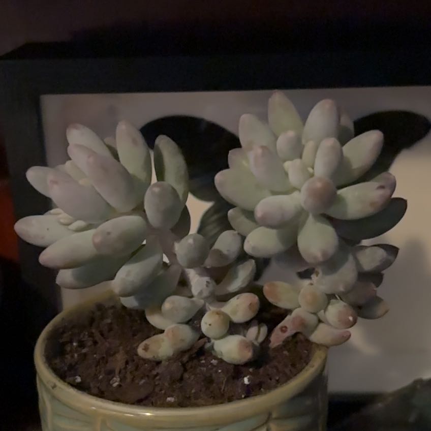 Photo of the plant species Pachyphytum Baby Finger by @SolidClusia named Kylie on Greg, the plant care app