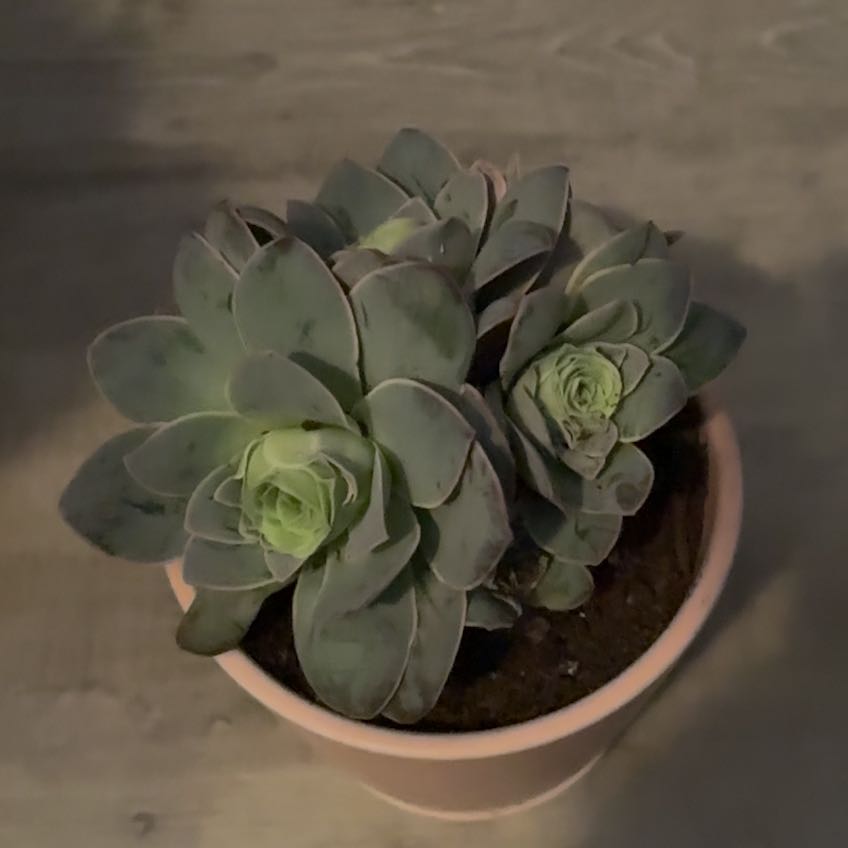 Photo of the plant species 'Pink Mountain Rose' by @SolidClusia named Daphne on Greg, the plant care app