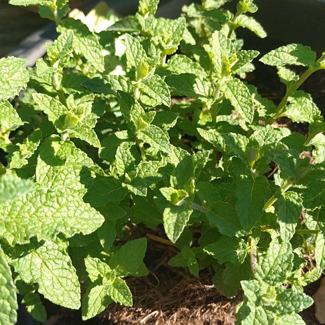 Photo of the plant species Strawberry Mint by @GuruEspicia26 named Peter Parker on Greg, the plant care app
