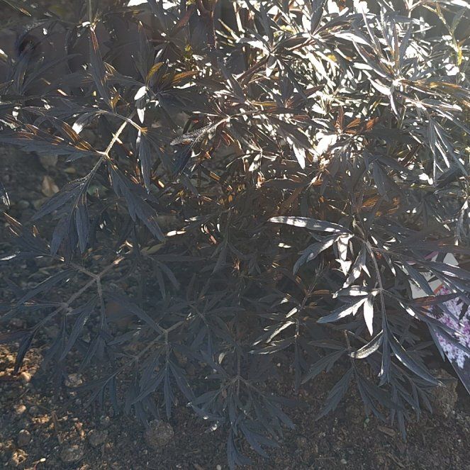Photo of the plant species Black Lace Elderberry by @GuruEspicia26 named Foxxy on Greg, the plant care app
