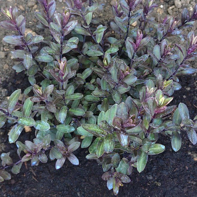 Photo of the plant species Hebe by @GuruEspicia26 named Cleopatra on Greg, the plant care app