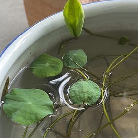 Photo of the plant species Fringed Water Lily by @WiseApple8 named Scarlett on Greg, the plant care app