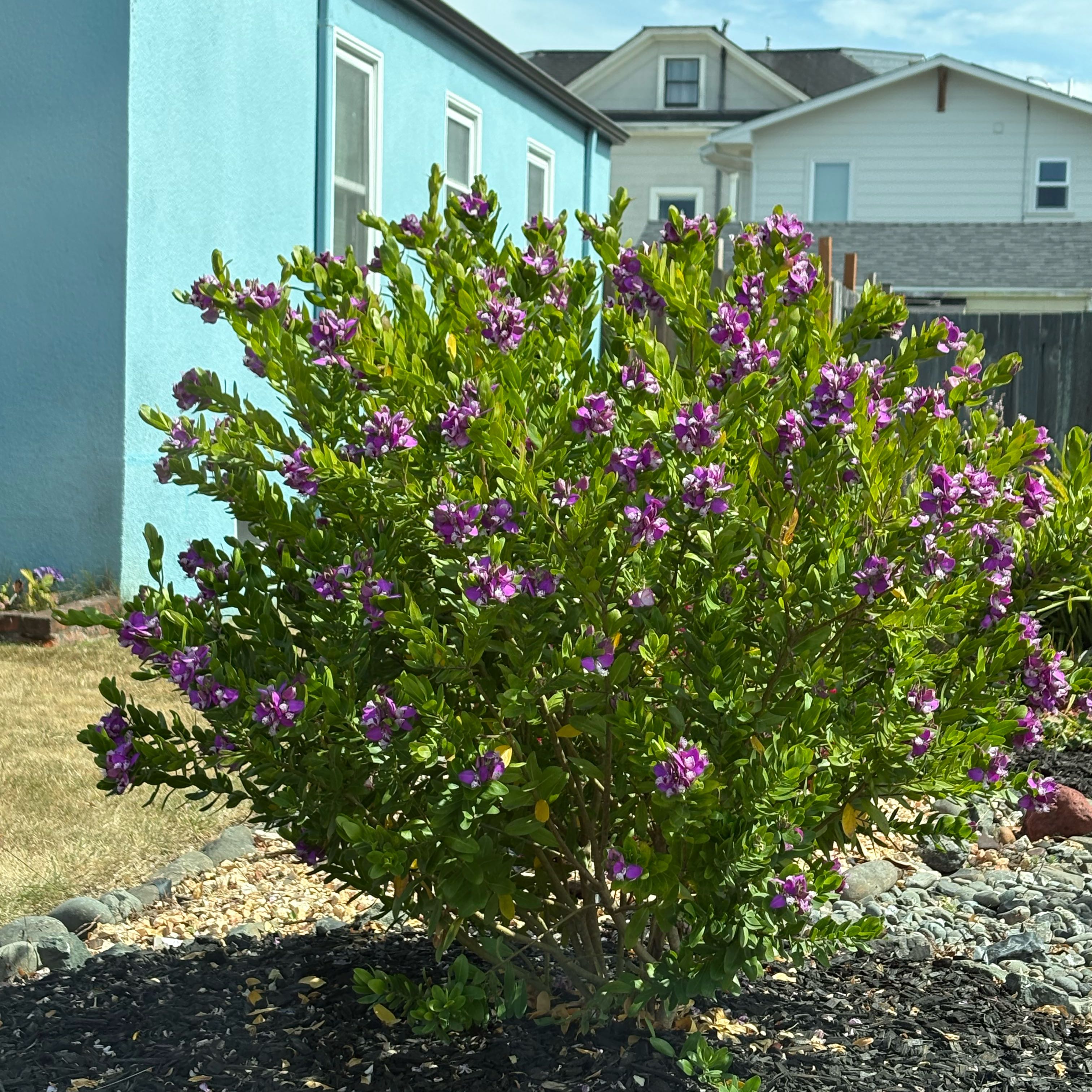 Photo of the plant species Myrtle-Leaf Milkwort by @TrueViszsla26 named Treeyoncé on Greg, the plant care app