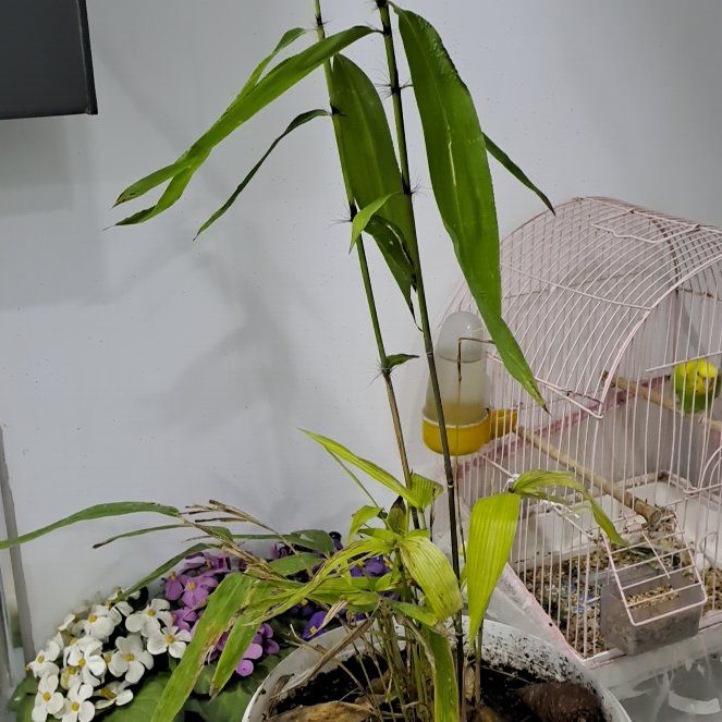 Photo of the plant species Phyllostachys Edulis by @PrimalMoss56 named Anne on Greg, the plant care app