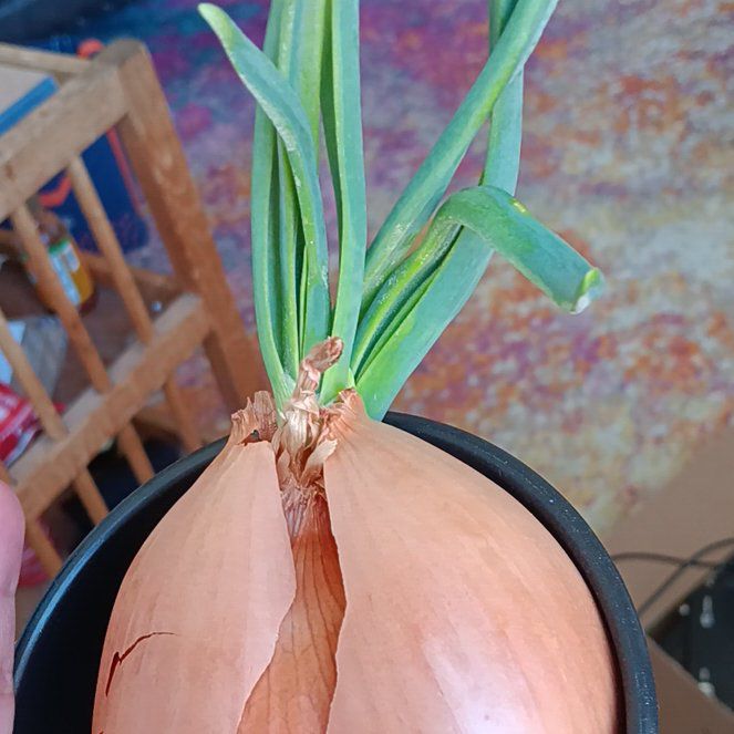 Photo of the plant species Yellow Onion by @casiotumor named Daurice on Greg, the plant care app