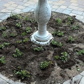 Photo of the plant species Largefruit Amaranth by @SweetChincactus named Harmony on Greg, the plant care app