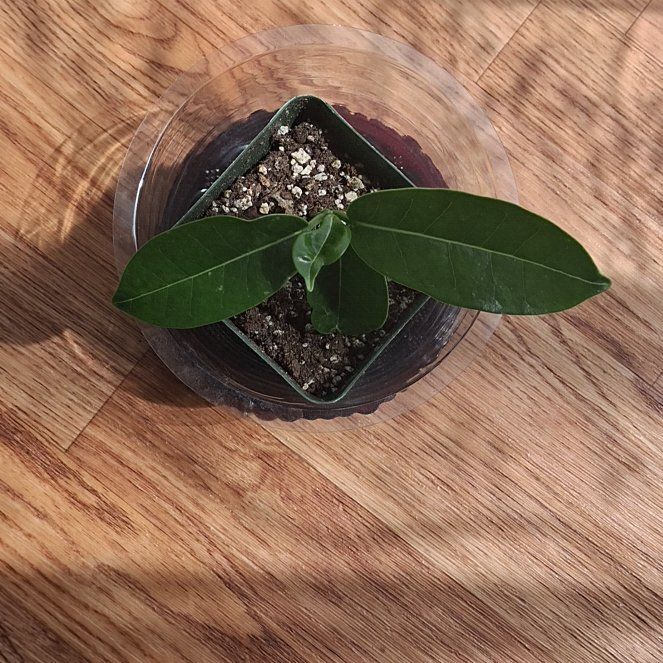 Photo of the plant species Madagascar Jasmine by @HunkyLentil41 named Beckham on Greg, the plant care app