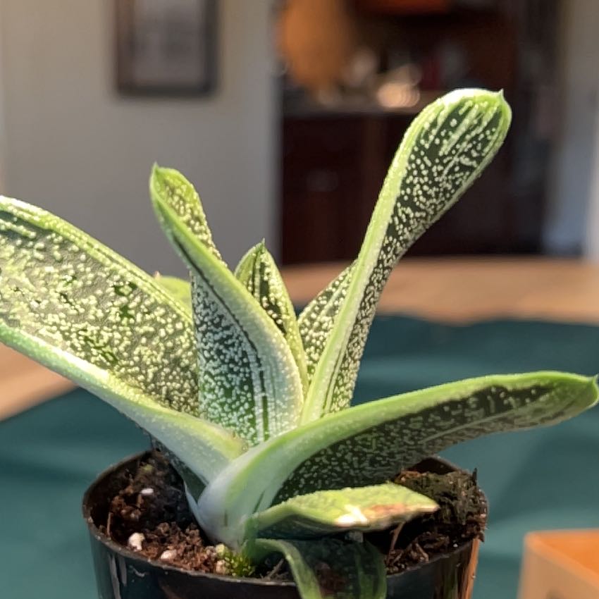 Photo of the plant species 'Little Warty' by @CuteRazorsedge named Zeus on Greg, the plant care app