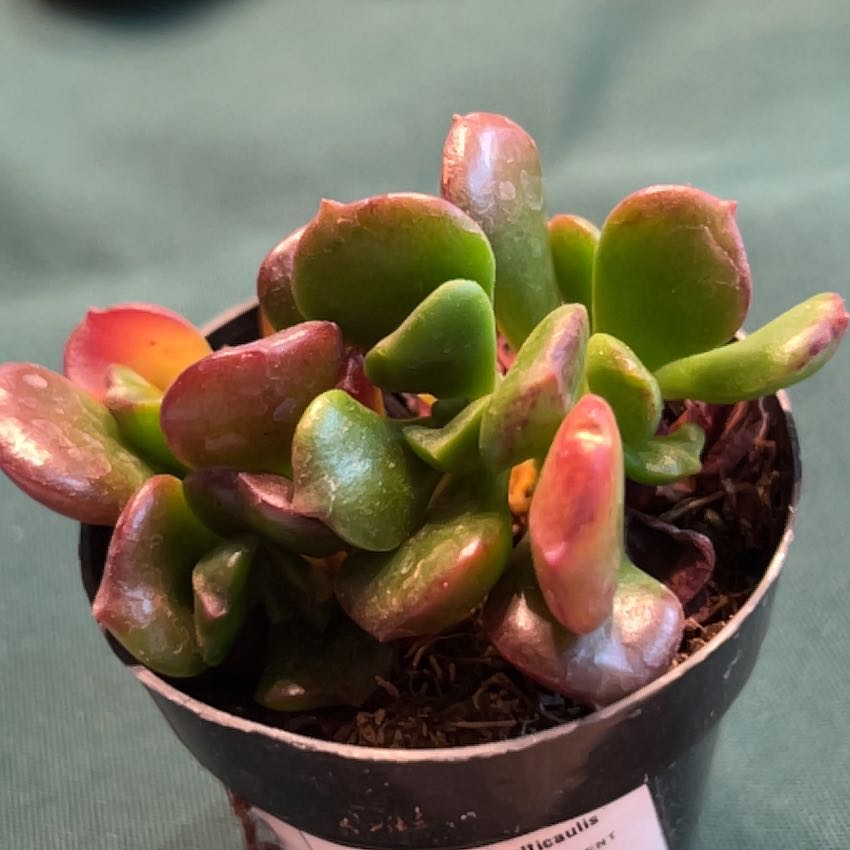 Photo of the plant species Copper Rose by @CuteRazorsedge named Girlfrond on Greg, the plant care app