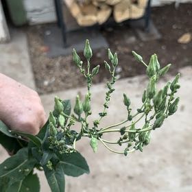 Photo of the plant species Oil Lettuce by @IllimitableKale named Baesil on Greg, the plant care app