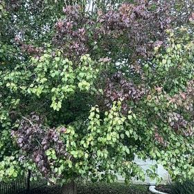 Photo of the plant species Judas Tree by @YoungMonkorchid named Shakira on Greg, the plant care app