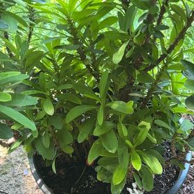 Photo of the plant species Spurgelaurel by @GiddySuncup91 named Gaga on Greg, the plant care app