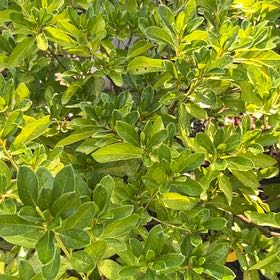 Photo of the plant species Mousehole Tree by @GiddySuncup91 named Maya on Greg, the plant care app