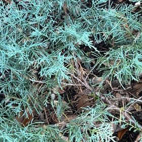 Photo of the plant species Savin Juniper by @GiddySuncup91 named Rainier on Greg, the plant care app