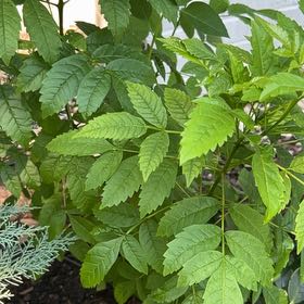 Photo of the plant species European Ash by @GiddySuncup91 named Gobi on Greg, the plant care app