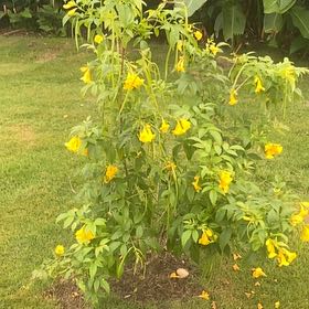 Photo of the plant species Coneflower by @ManyKowhai13 named Kardashian on Greg, the plant care app