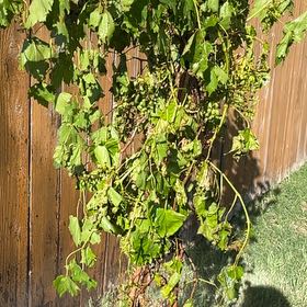 Photo of the plant species Vitis Victoria Red Grape by @LuckySapote99 named Scarlett on Greg, the plant care app