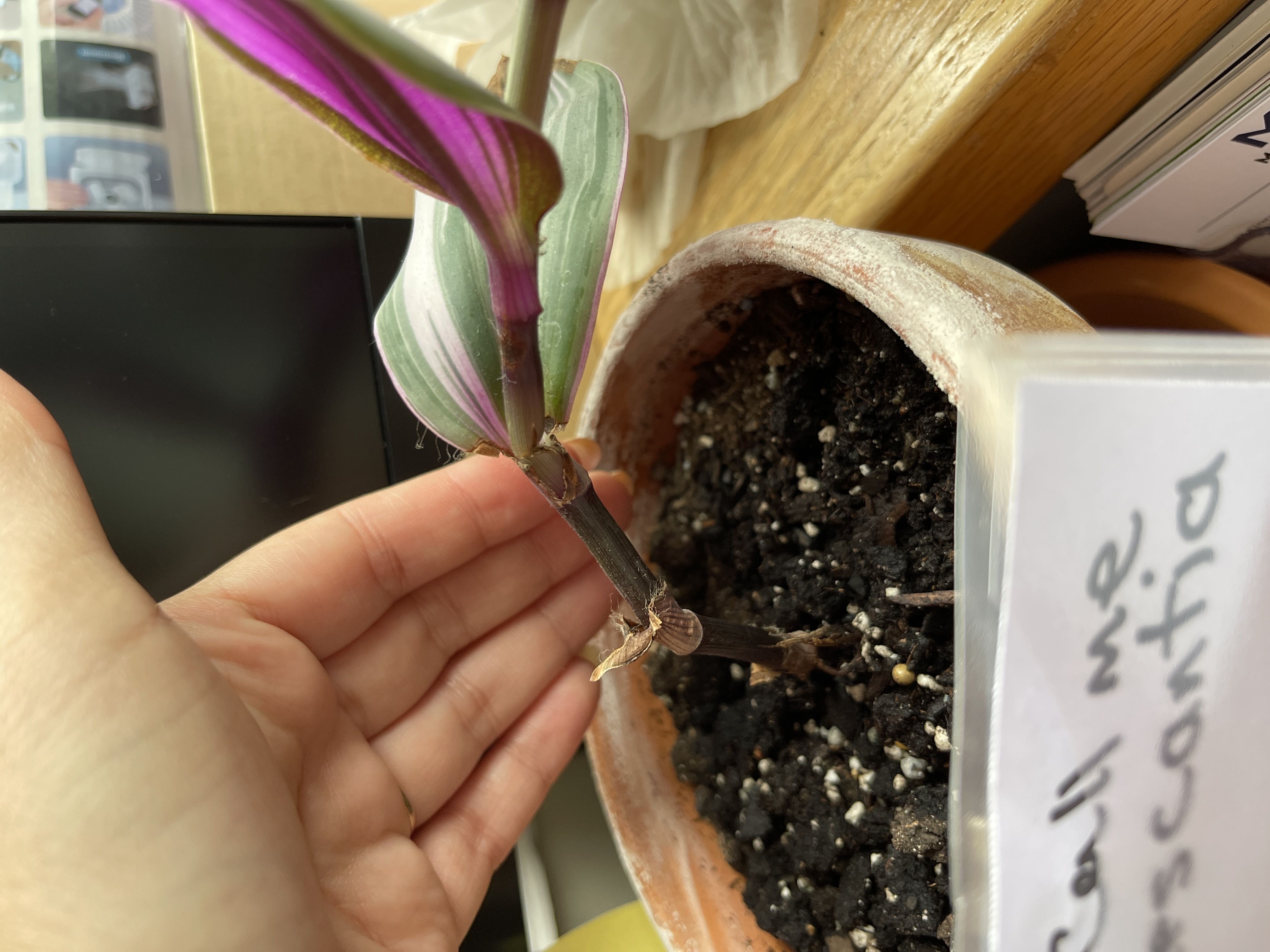 Photo from the post
