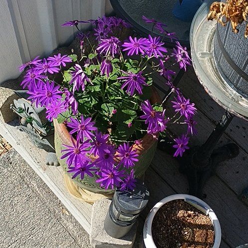 Photo of the plant species New England Aster by @FreeTyrimnus21 named Daphne on Greg, the plant care app