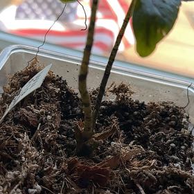 Photo of the plant species Singha Mora by @ChipperBeans35 named Cryto on Greg, the plant care app
