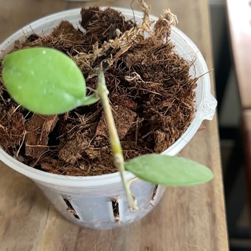 Photo of the plant species Dischidia 'Apple' by @ChipperBeans35 named Aristotle on Greg, the plant care app