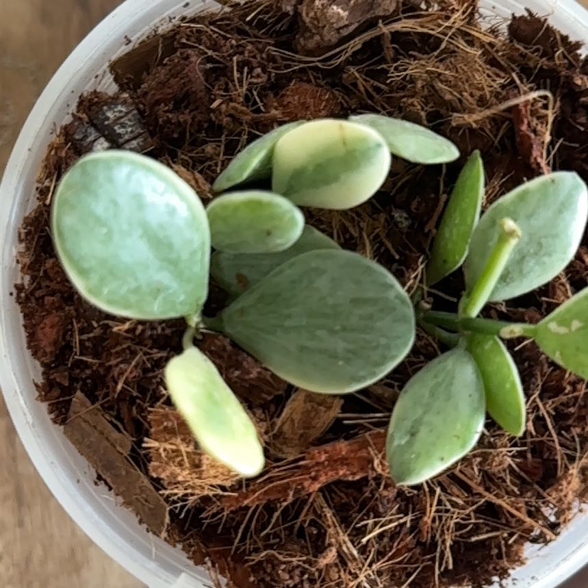Photo of the plant species Dischidia bengalensis by @ChipperBeans35 named Morgan Treeman on Greg, the plant care app