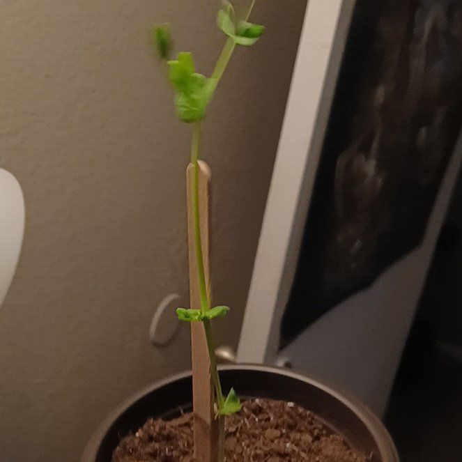 Photo of the plant species Snow Peas by @SuitableRuby78 named Eva on Greg, the plant care app