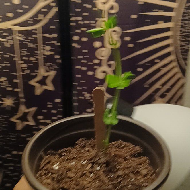 Photo of the plant species Snow Peas by @SuitableRuby78 named James Dean on Greg, the plant care app