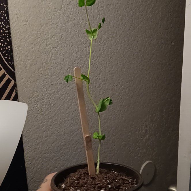 Photo of the plant species Snow Peas by @SuitableRuby78 named Rosa on Greg, the plant care app
